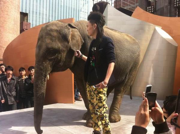 吴桥马戏团大象表演