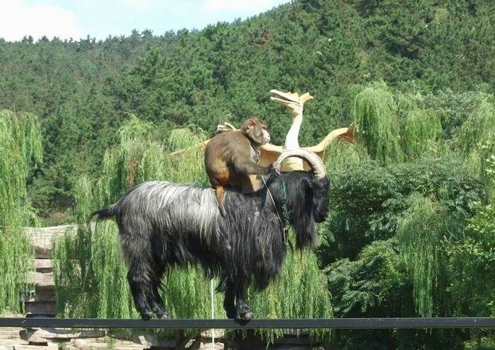 吴桥马戏团猴子表演
