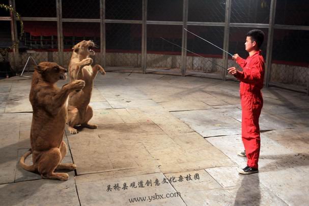 马戏团+马戏表演+狮子表演+吴桥县观道创意文化杂技团 马戏团+马戏表演+狮子表演+吴桥县观道创意文化杂技团
